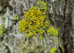 Xanthomendoza weberi