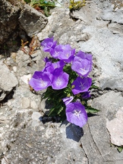 Campanula carpatica