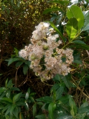 Baccharis latifolia