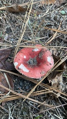 Russula rhodocephala