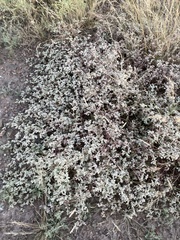 Tidestromia lanuginosa