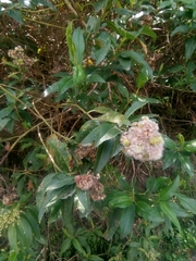 Baccharis latifolia