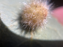 Disholandricus lasius