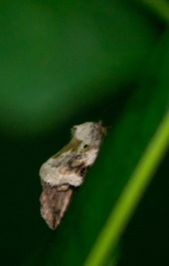 Maliattha synochitis