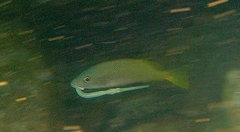Lutjanus argentiventris