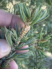 Pinus quadrifolia
