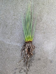 Juncus balticus