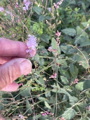 Boerhavia xantii