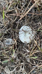 Lactarius chelidonium