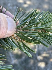 Pinus quadrifolia