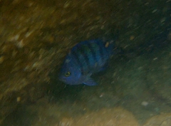 Abudefduf troschelii