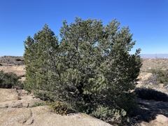 Pinus quadrifolia