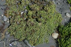 Crassula moschata