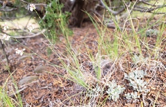 Antennaria parvifolia