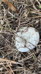 Lactarius chelidonium