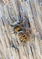 Eris militaris