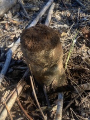 Pisolithus tinctorius