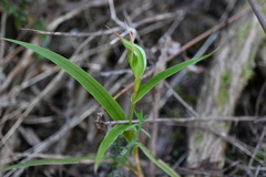 Pterostylis cardiostigma