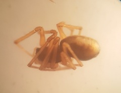 Bathyphantes setiger