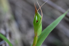 Pterostylis cardiostigma