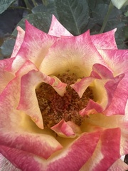 Brugmansia sanguinea