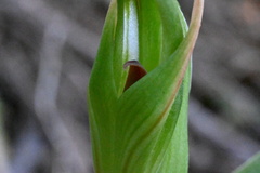 Pterostylis cardiostigma