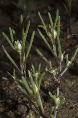 Blennospora drummondii