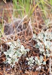 Antennaria parvifolia
