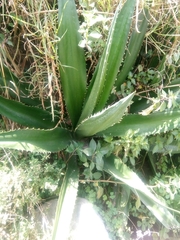 Furcraea andina