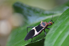 Zelurus circumcinctus
