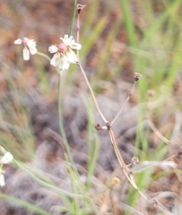 Antennaria parvifolia