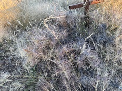 Cylindropuntia davisii