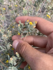 Mentzelia montana