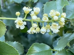 Prunus ilicifolia ilicifolia