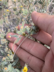 Mentzelia montana