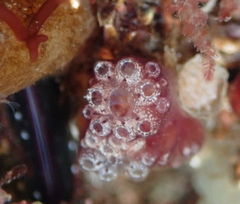 Distaplia
