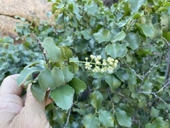 Prunus ilicifolia ilicifolia