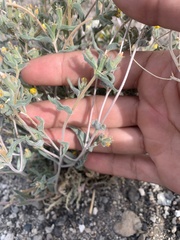 Mentzelia montana