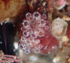 Distaplia