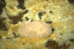 Acanthodoris pilosa