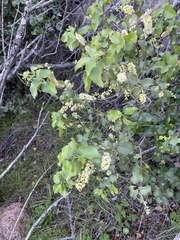 Prunus ilicifolia ilicifolia