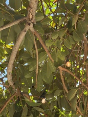 Ficus rubiginosa