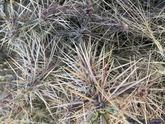 Cylindropuntia davisii