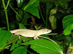 Anolis antonii
