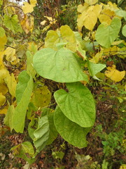 Cercis canadensis