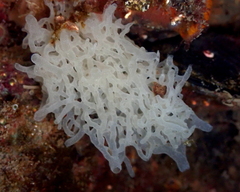 Clathrina
