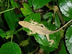 Anolis antonii