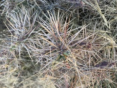 Cylindropuntia davisii