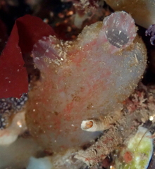 Ascidiella aspersa