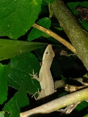 Anolis antonii